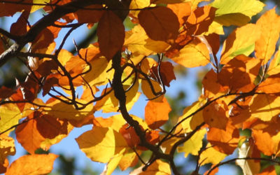 Planten in november