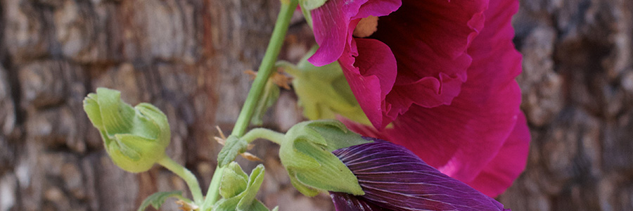 snoeien_vaste_planten