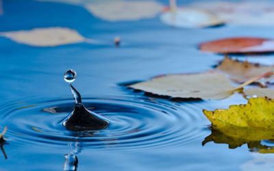 November: tuinonderhoud