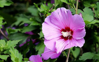 Planten oktober