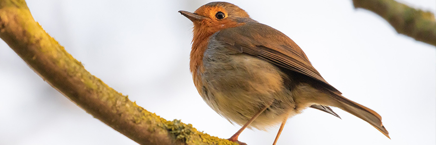 Tuintips januari